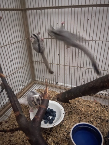 sugar gliders