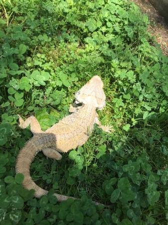 bearded dragon