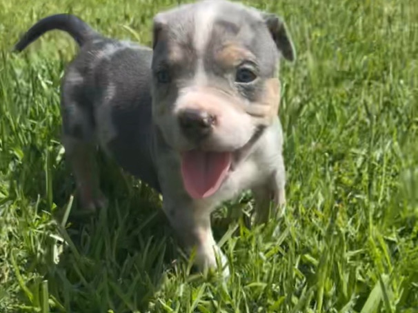 Others - xl American bully pups  available for adoption in Killeen