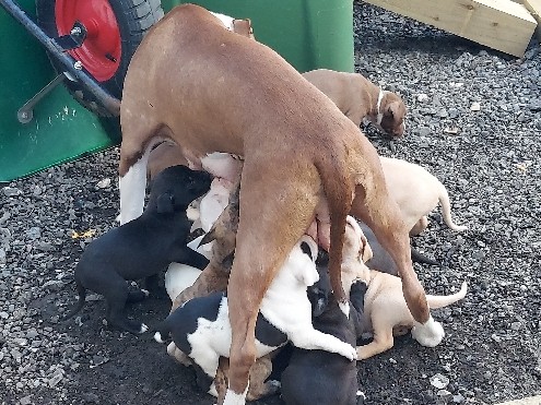 American Staffordshire Terrier – Staffordshire bull terrier Mixed breed – Bircotes