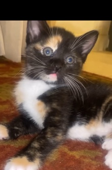 5 kittens