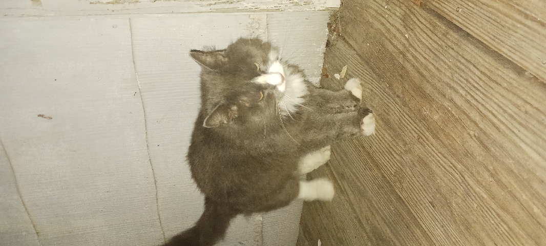 Maine Coon – big boy looking for his new home.