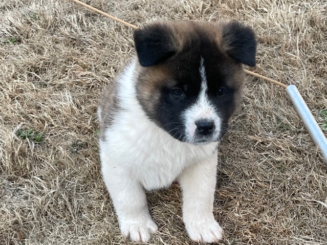 Akita – Akita Pups (Gemini)