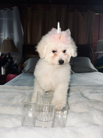 Maltipoo Puppies 🐾