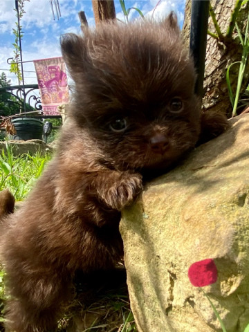 Pomeranian – Beautiful Chocolate Female