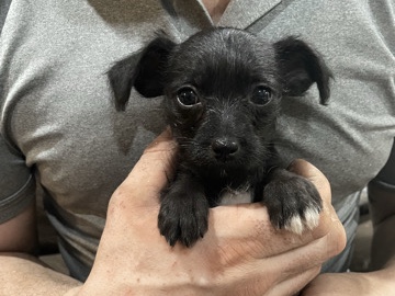 5 Jack Russell Terrier and Dachshund mix puppies for sale