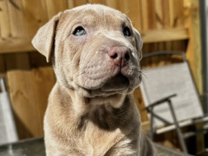 Shar-pei mix