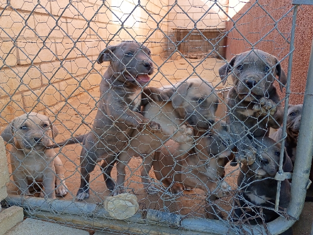 Cane Corso – Cane Corso mix w/ Bully Puppies – Victorville