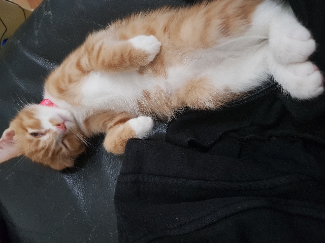British Shorthair – 12 week old kitten