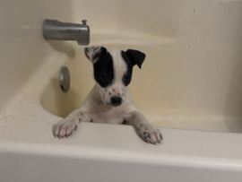 American Pit Bull Terrier – pitbull mixed free – Edinburg