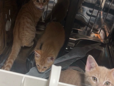 American Shorthair – 3 Orange Kittens Looking for a New Home – College Station