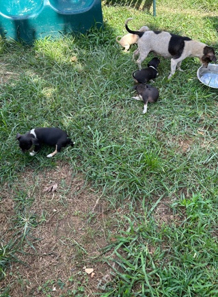 Chihuahua – small Chihuahua