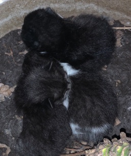American Shorthair – selling kittens