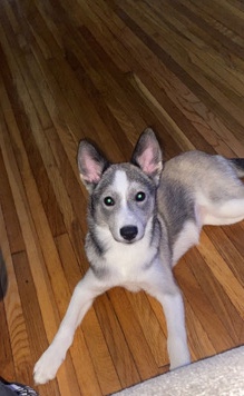 Siberian Husky – huski for saleee