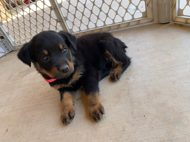 Rottweiler – Full bread Rottweilers
