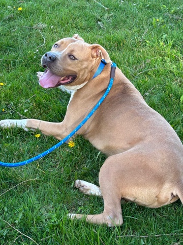 American Staffordshire Terrier – help us rehome king