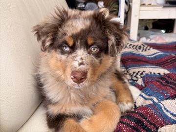 Australian Shepherd – australian shepherd puppy – Sacramento