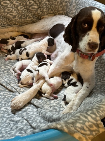 English Springer Spaniel puppies