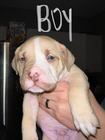 American Pit Bull Terrier – Beautiful Pitbull Pups
