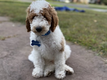 Goldendoodle – goldendoodle puppy – East Hampton