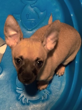Chihuahua – Chihuah Puppy