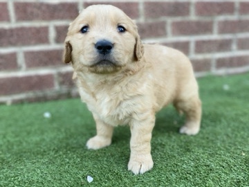 Golden Retriever – Golden retriever Pupps!!! – Marshville