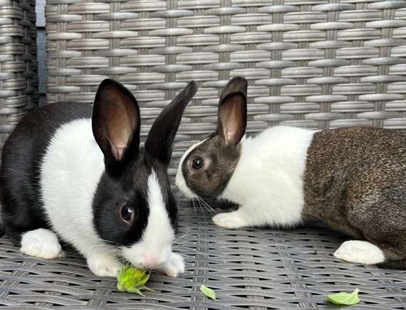 Dutch – young Dutch rabbit male - ready to leave now