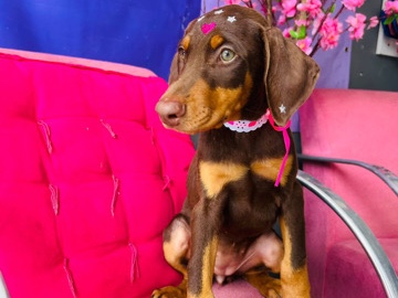 Doberman Pinscher – Doberman fêmea chocolate – São Paulo