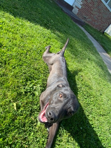 Labrador Retriever – pitbull + lab