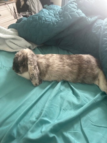 Mixed Bunny
