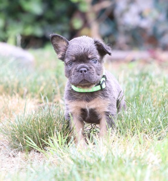 French Bulldog – French Bulldog (FLUFFY)