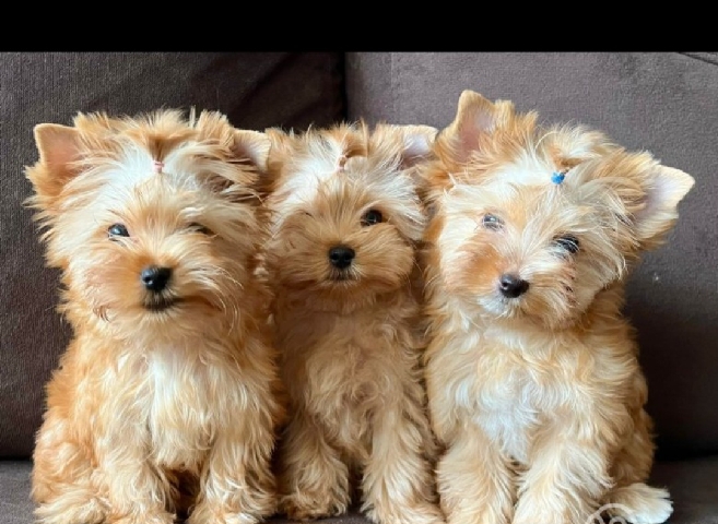 he is selling a small yorkshire puppy, children, he is very happy to be with children, he is vaccina