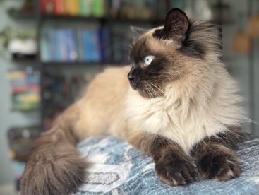Ragdoll – Friendly 3-Year-Old Ragdoll Cat for Rehoming – Cincinnati – Cincinnati