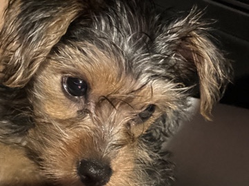 Yorkshire Terrier – 12 week Yorkie poo