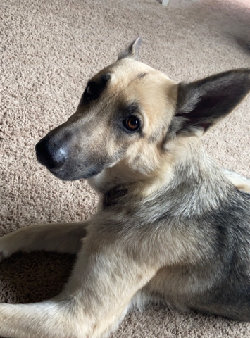 German Shepherd – German Shepherd