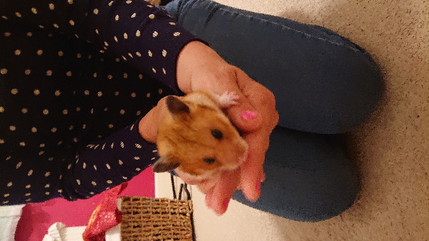 Hamster