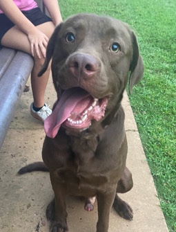 Labrador Retriever – chocolate lab