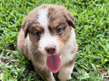 Australian Shepherd – Australian Shepherd puppy – Walnut Springs