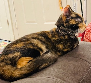 American Shorthair – Zola needs a Furever home