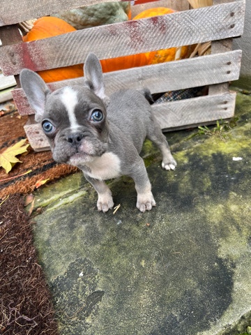 Frenchie