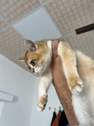 British Shorthair – pure British shorthair golden ny12 kittens for sale – Ras Al Khaimah
