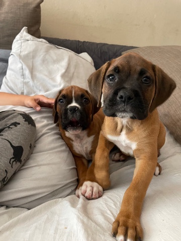 Boxer – pups