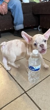 French Bulldog – french bulldog