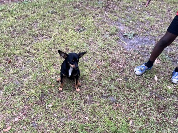 Chihuahua – Friendly Mid-Age Chihuahua for Rehoming in Douglas – Douglas