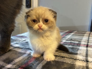 Munchkin – Scottish fold/ munchkin/ Scottish kilt – Dunkirk