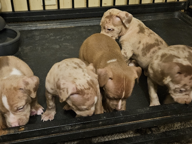 American Pit Bull Terrier – puppies – Columbia