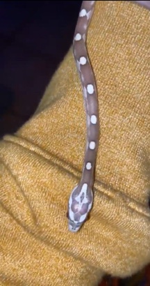 Any – corn snake