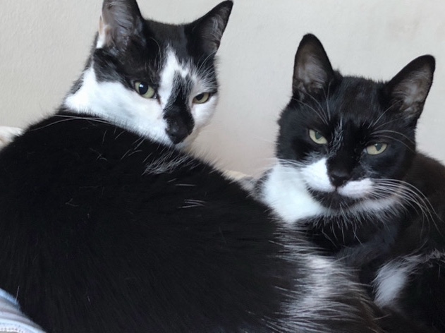 American Shorthair – Litter mates looking for a retirement home – Baltimore