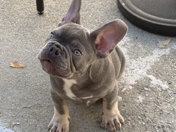 French Bulldog – cachorro de French bulldog – High Point