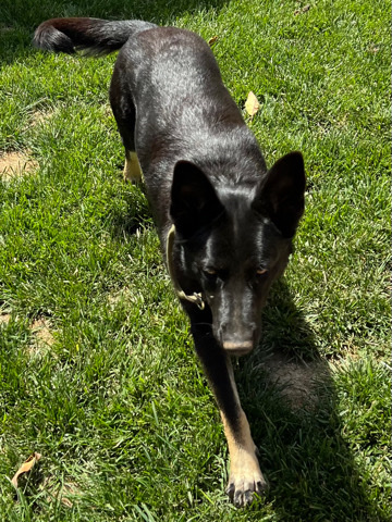 German Shepherd – German Shepherd mix